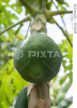 fresh papaya tree fresh papaya tree 30542256