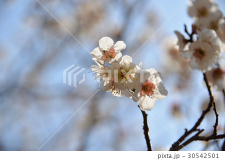 梅の花 梅の花 30542501