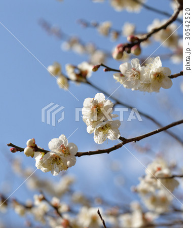 梅の花 梅の花 30542520