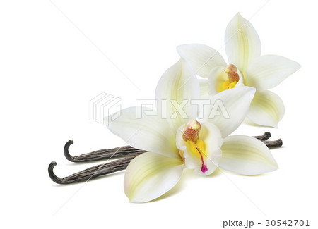 Double vanilla flower 2 isolated on white 30542701
