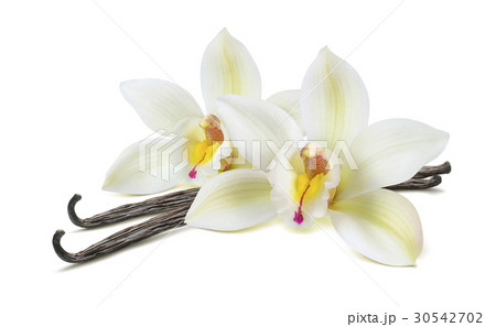 Double vanilla flower pods isolated on white 30542702