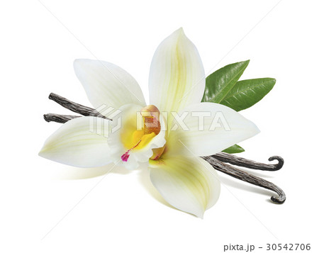Vanilla flower sticks and leaves isolated Vanilla flower sticks and leaves isolated 30542706