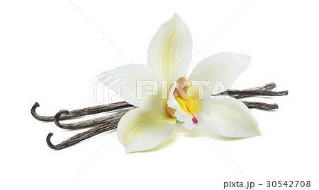 White vanilla flower pod isolated 30542708