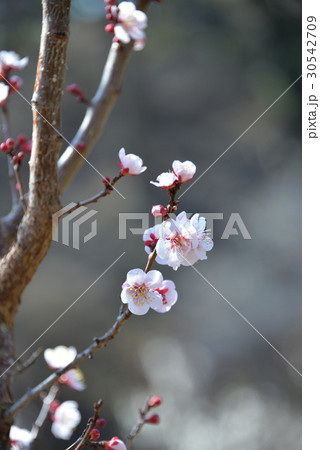 梅の花 30542709