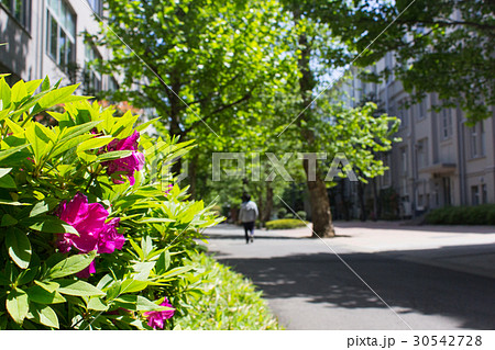 立教大学、鈴懸の径 立教大学、鈴懸の径 30542728