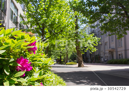 立教大学、鈴懸の径 立教大学、鈴懸の径 30542729