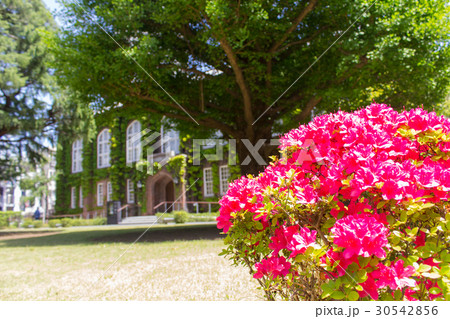 立教大学の図書館と花壇 立教大学の図書館と花壇 30542856