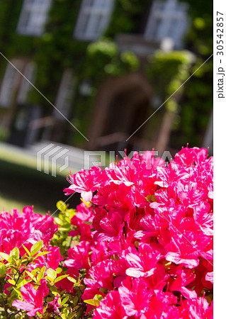 立教大学の図書館と花壇 30542857