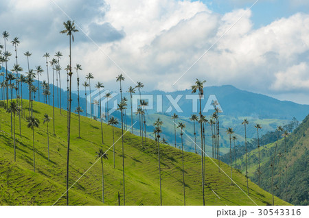 Wax palm trees of Cocora Valley, Colombia 30543316