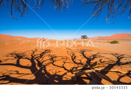 Dead Camelthorn Trees in Sossusvlei, Namibia Dead Camelthorn Trees in Sossusvlei, Namibia 30543335
