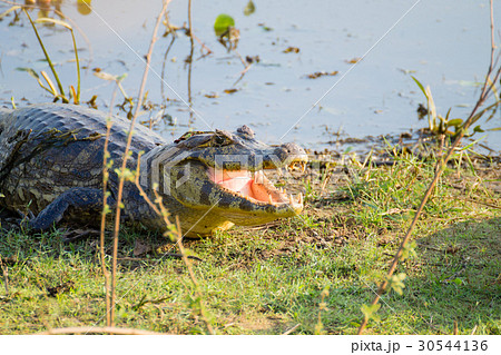 caiman which heats up in the morning sun. caiman which heats up in the morning sun. 30544136
