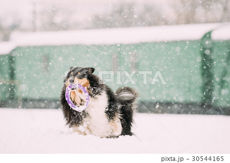 Funny Young Shetland Sheepdog, Sheltie, Collie 30544165