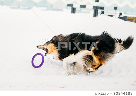 Shetland Sheepdog, Sheltie, Collie Playing With 30544185