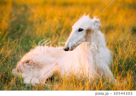 White Gazehound Hunting Dog Sit Outdoor In Summer 30544303