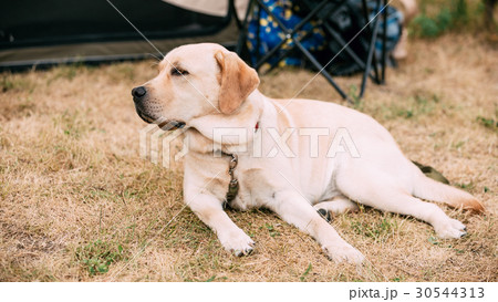 Labrador Dog Lying In Park Outdoor Labrador Dog Lying In Park Outdoor 30544313
