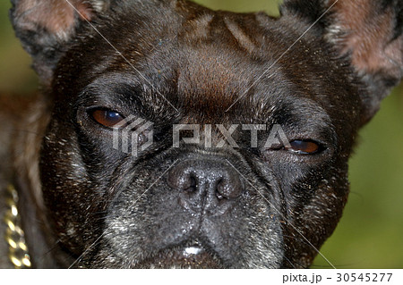 蚊に刺される：犬糸状虫・フィラリア・蚊・感染 30545277