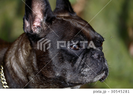蚊に刺される:犬糸状虫・フィラリア・蚊・感染 蚊に刺される:犬糸状虫・フィラリア・蚊・感染 30545281