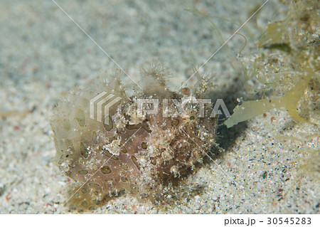 カエルアンコウ 30545283