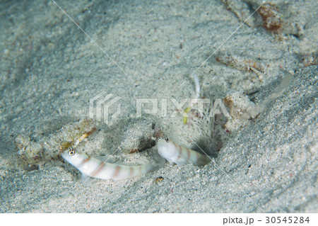 ダテハゼ 30545284