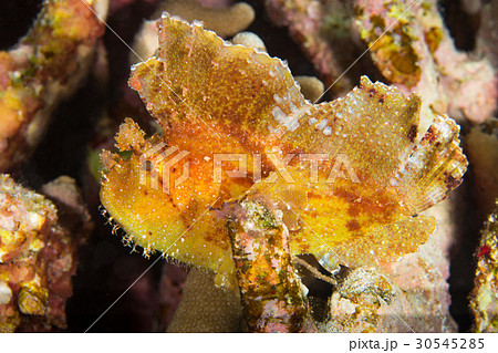 ハダカハオコゼ ハダカハオコゼ 30545285