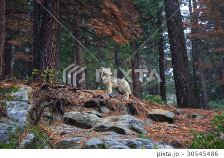 Coyote during snowfall at Yosemite National Park 30545486