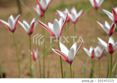 チューリップ　クルシアナ 30545525