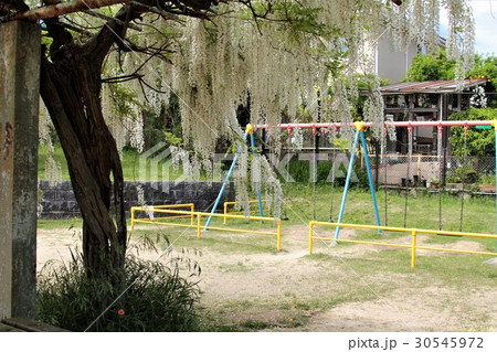 公園の藤棚 公園の藤棚 30545972