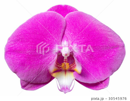 Purple phalaenopsis orchid flower Purple phalaenopsis orchid flower 30545976
