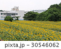 神奈川座間市の花　ヒマワリ２２ 30546062