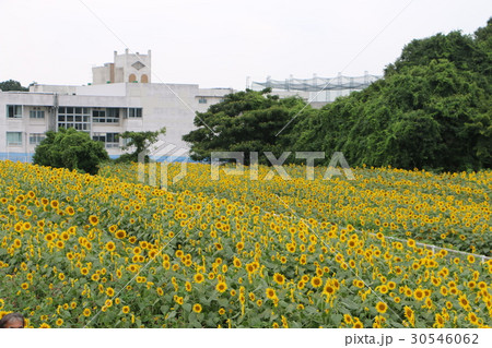神奈川座間市の花　ヒマワリ２２ 30546062