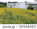 神奈川座間市の花　ヒマワリ２１ 30546063