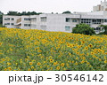 神奈川座間市の花　ヒマワリ３１ 30546142