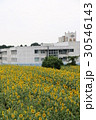神奈川座間市の花　ヒマワリ３２ 30546143