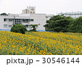 神奈川座間市の花　ヒマワリ３３ 30546144