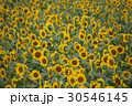 神奈川座間市の花　ヒマワリ３４ 30546145