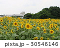神奈川座間市の花　ヒマワリ３５ 30546146