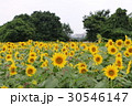 神奈川座間市の花　ヒマワリ３６ 30546147