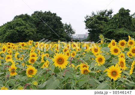 神奈川座間市の花　ヒマワリ３６ 30546147