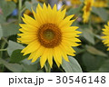 神奈川座間市の花　ヒマワリ３７ 30546148