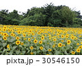 神奈川座間市の花　ヒマワリ３８ 30546150