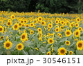 神奈川座間市の花　ヒマワリ３９ 30546151