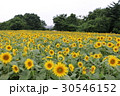 神奈川座間市の花　ヒマワリ４０ 30546152