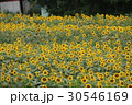 神奈川座間市の花　ヒマワリ４３ 30546169