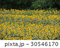神奈川座間市の花　ヒマワリ４２ 30546170