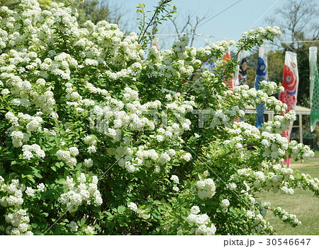 コテマリ　白色花　 30546647