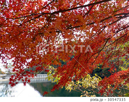 秋の布引貯水池 秋の布引貯水池 30547335