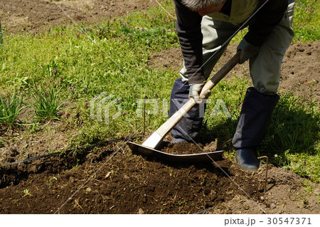 畝作り 30547371