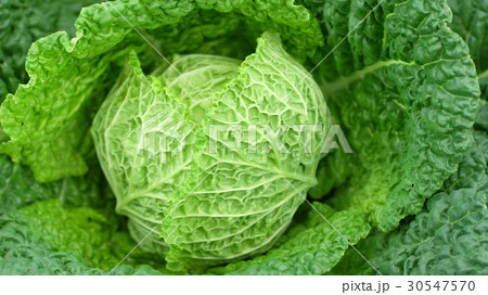Center of fresh cabbage Center of fresh cabbage 30547570