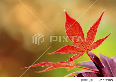flower 30549909