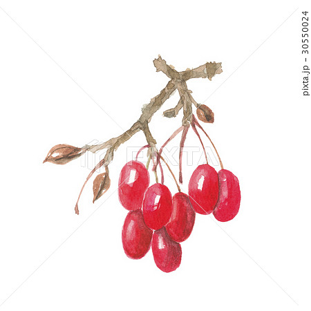 サンシュユの実 サンシュユの実 30550024